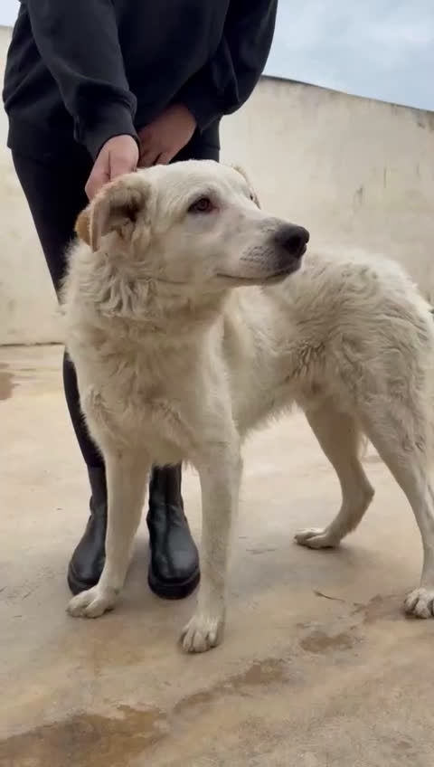 Meticcio cani in regalo: Ugo: cucciolone buonissimo con tutti  - Video 4