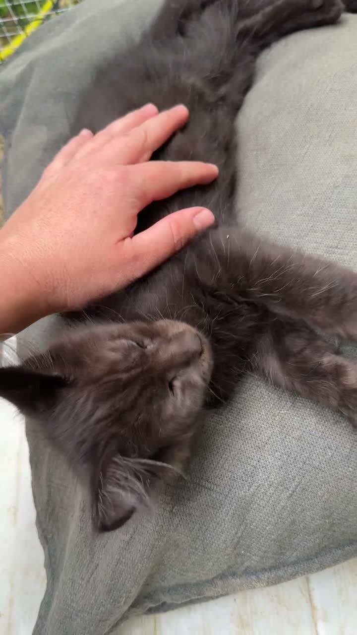 Maine Coon gatti in vendita: Maschietto nero di maine coon (Black Velvet) - Video 3