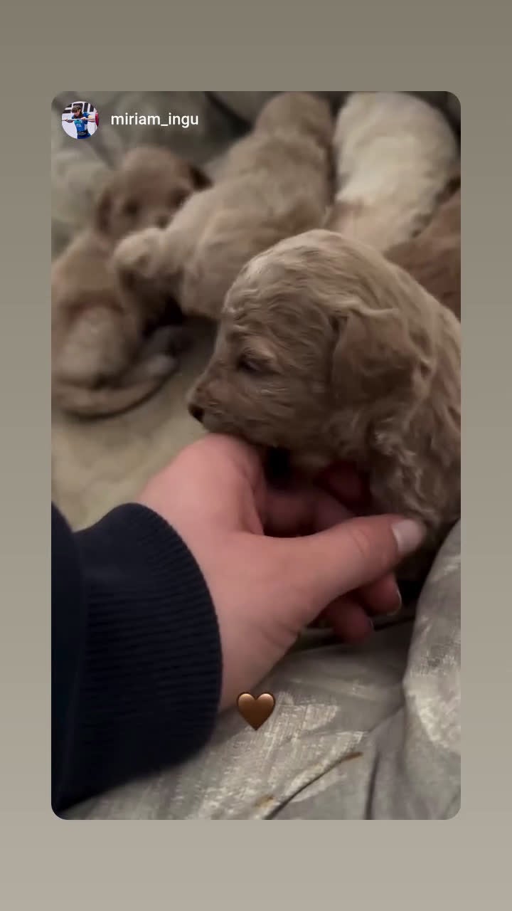 Barboncino cani in vendita: Barboncini  - Video 1