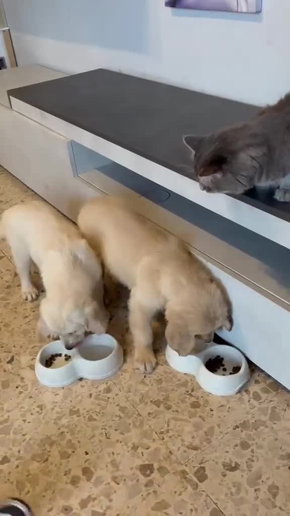 Golden Retriever cani in vendita: 🐶 2 FEMMINE GOLDEN RETRIEVER DI 2 MESI – PEDIGREE - Video 1