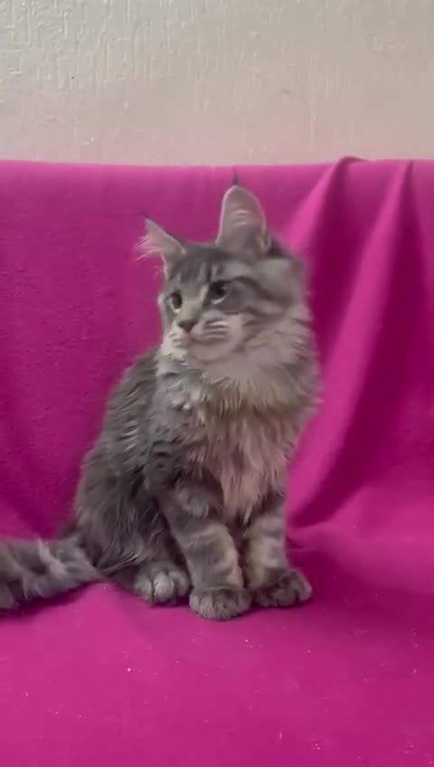 Maine Coon gatti in vendita: Maine CoonXXL Top genetica  - Video 2