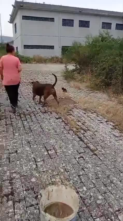 Meticcio cani in regalo: MORGANA superaffettuosa! - Video 1