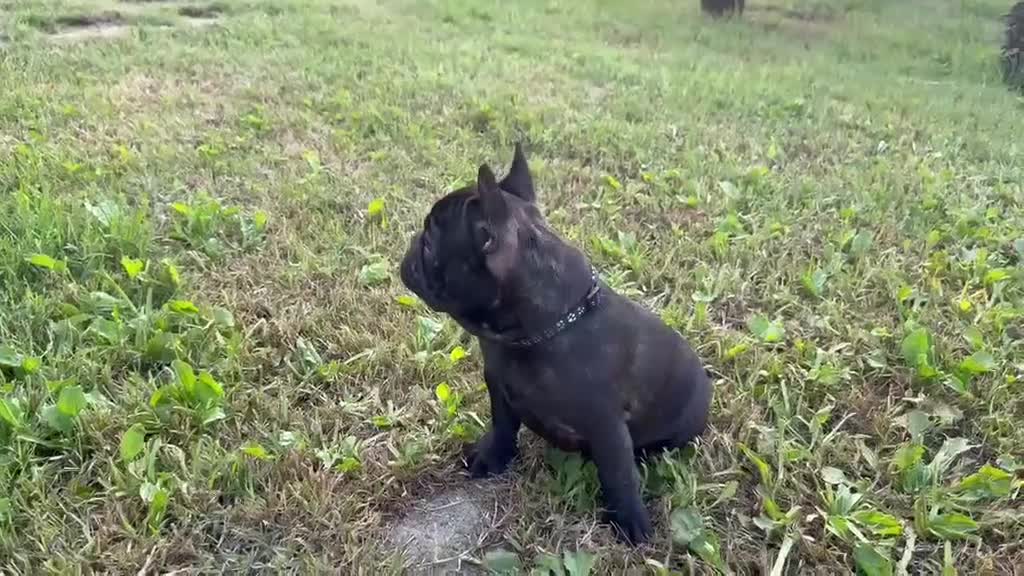 Bulldog Francese cani in vendita: Recupero spese cucciolo Buldog francese pedigree  - Video 1