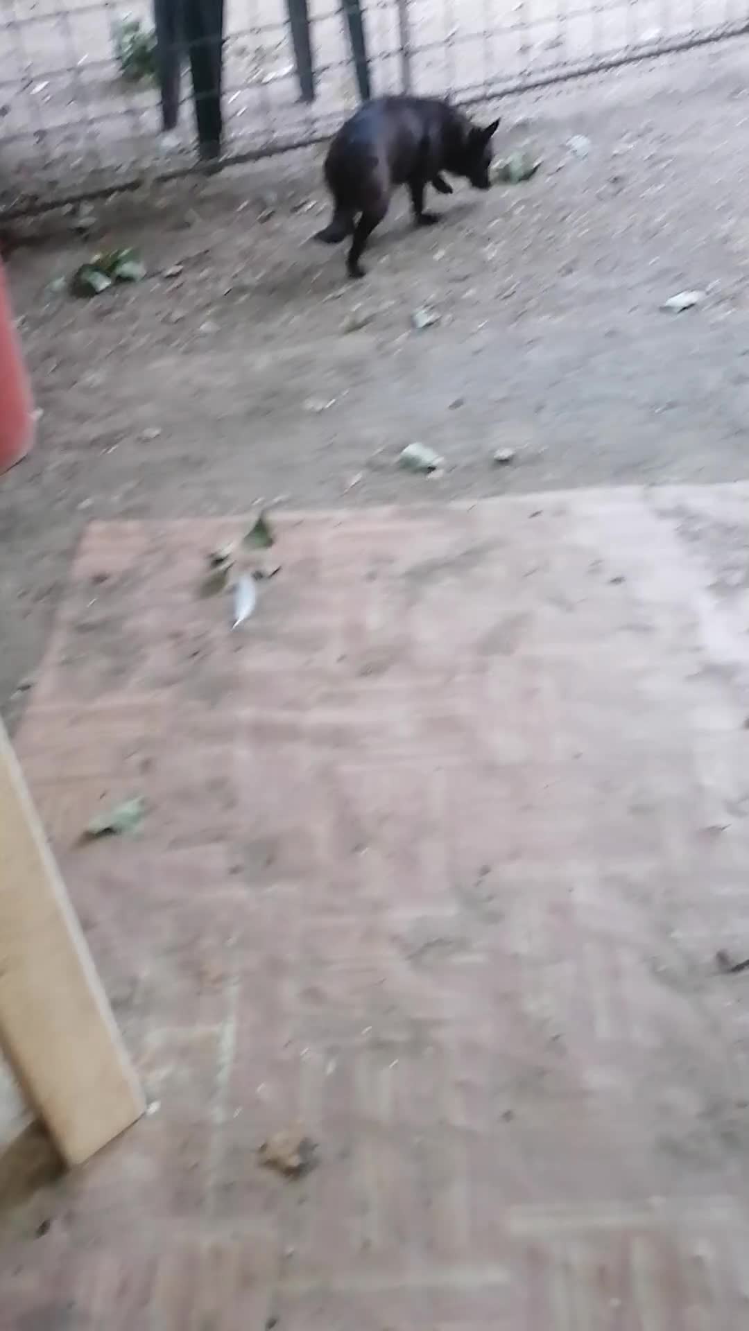 Chihuahua cani in regalo: Maya, Chihuahua/Pinscher Mix in canile a Rovigo - Video 1