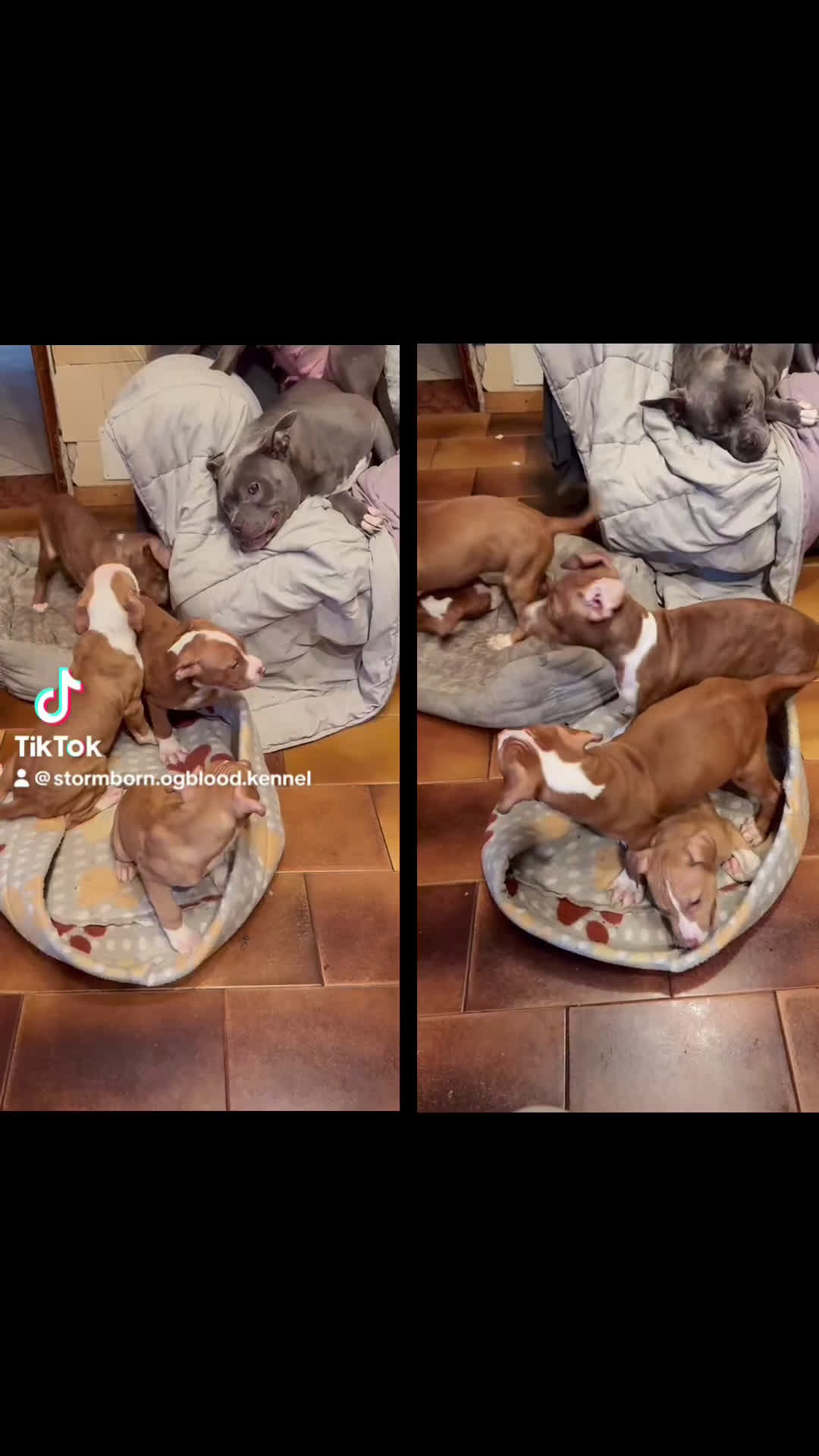 Pitbull cani in vendita: Cuccioli di Pit Bull con pedigree anche a rate - Video 2