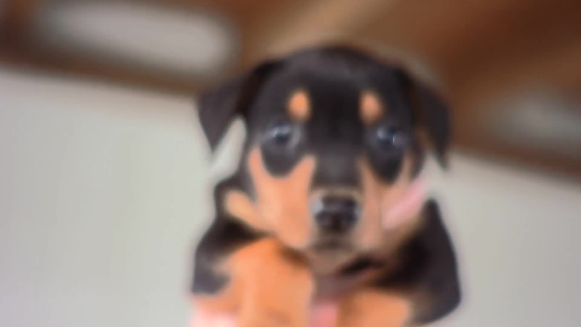 Pinscher Tedesco cani in vendita: Cuccioli di Pischer Tedesco - Video 1