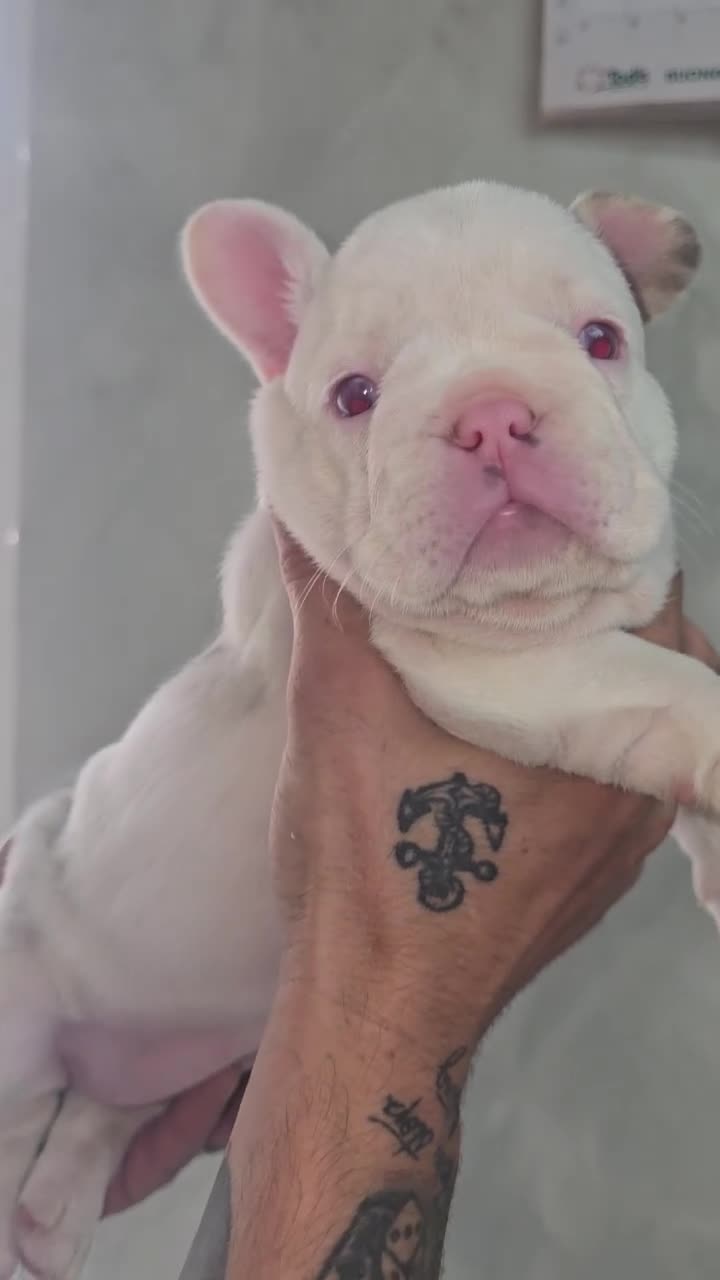 Bulldog Francese cani in vendita: Bulldog francesi esotici a Città Metropolitana di Napoli - Video 2