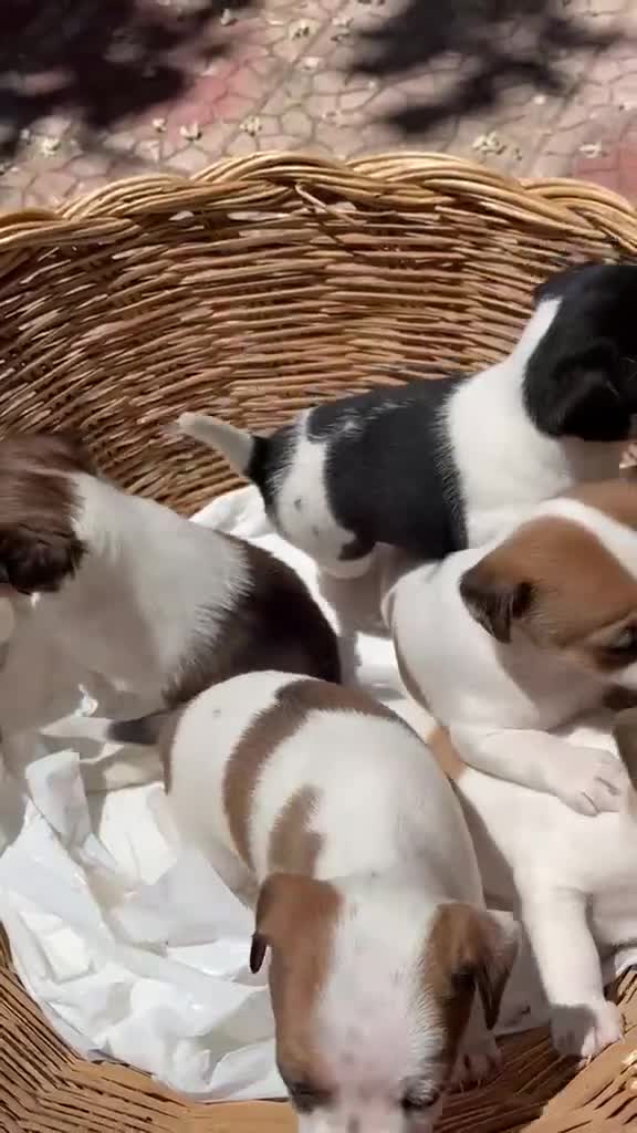 Meticcio cani in vendita: Cuccioli di jack russell  - Video 1