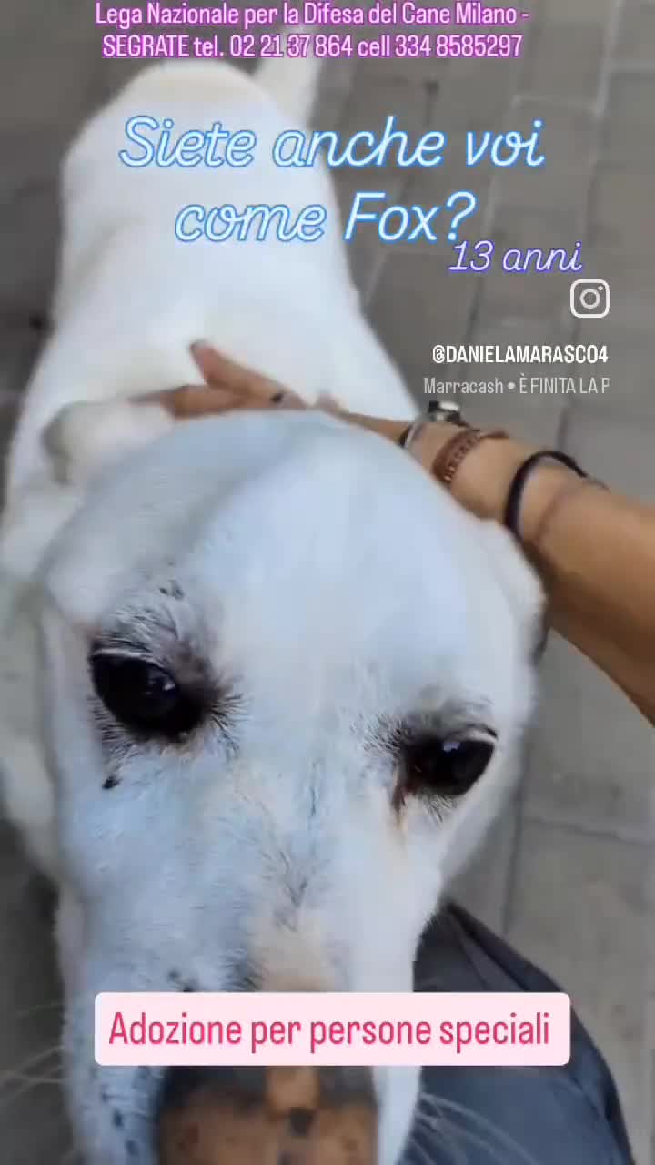 Meticcio cani in regalo: FOX CERCA CASA - Video 2