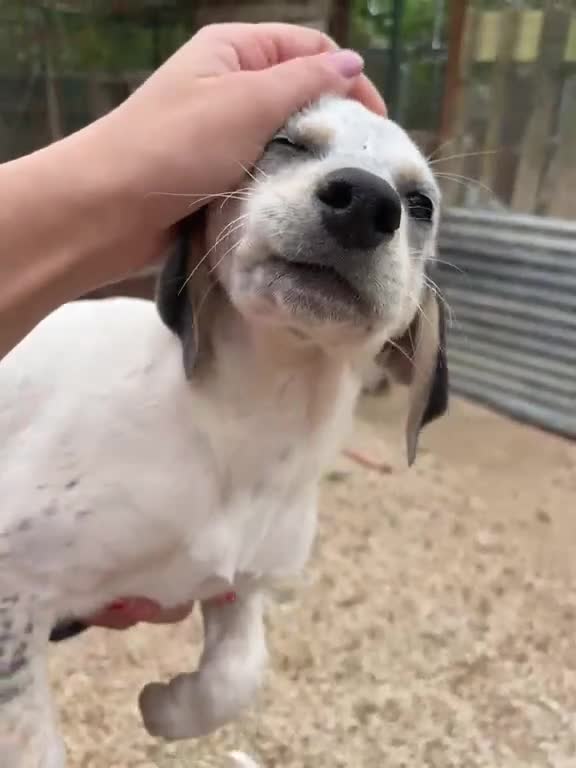 Meticcio cani in regalo: SPLENDIDE CUCCIOLOTTE - Video 4