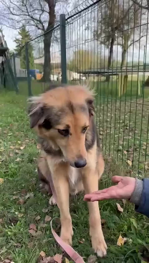 Meticcio cani in regalo: Splendido meticcio Milou a Città metropolitana di Milano - Video 2