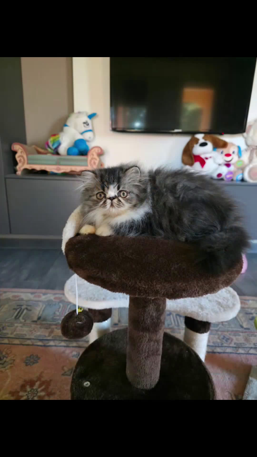 Persiano gatti in vendita: Cucciolo persiano  - Video 1