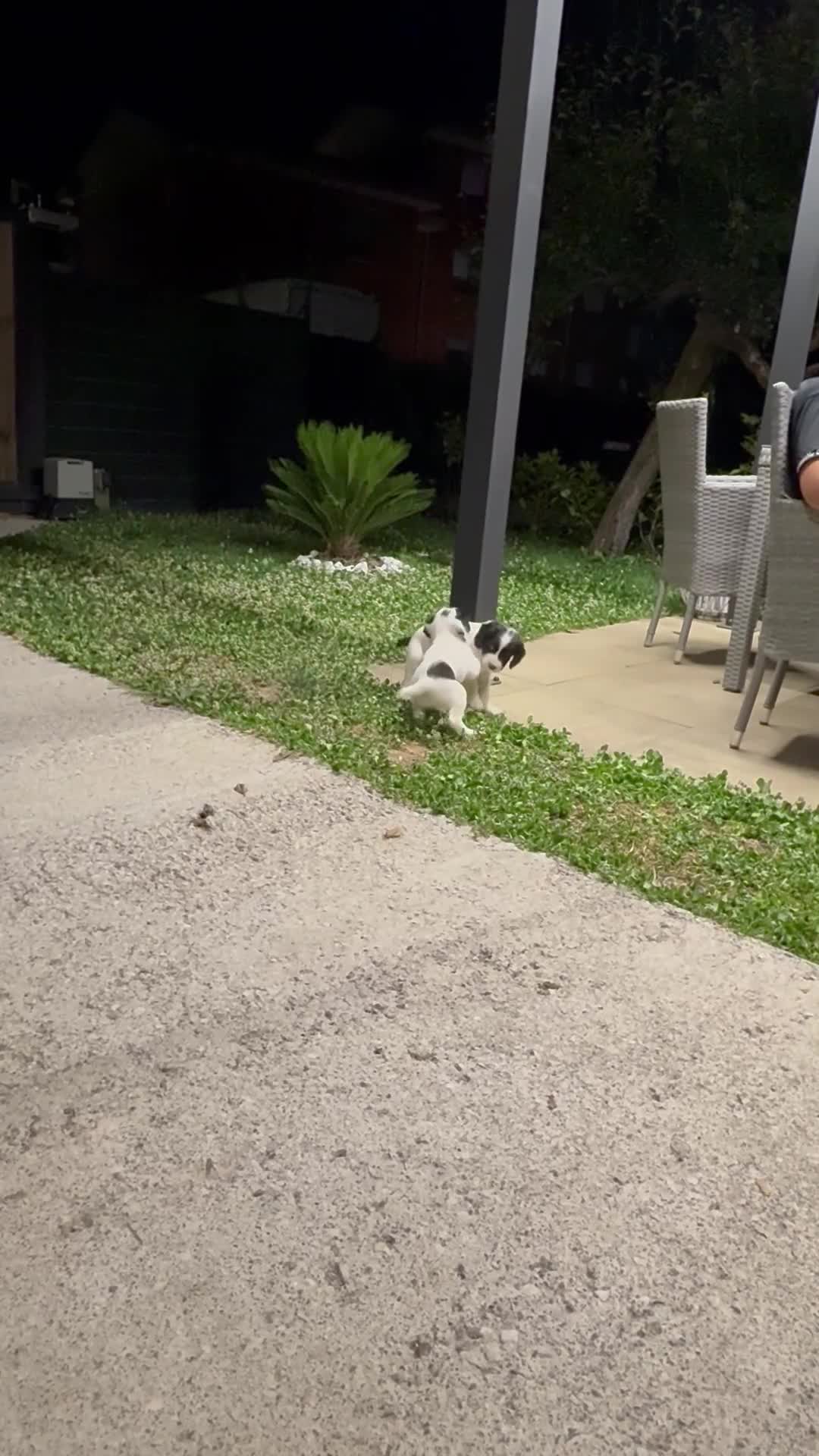 Springer Spaniel Inglese cani in vendita: Bellissimo cucciolo cerca casa - Video 1