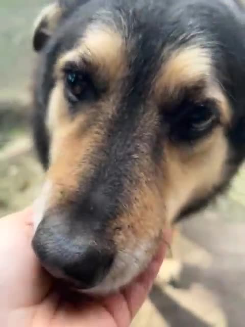 Meticcio cani in regalo: PONCHO dolcissimo patatone - Video 1