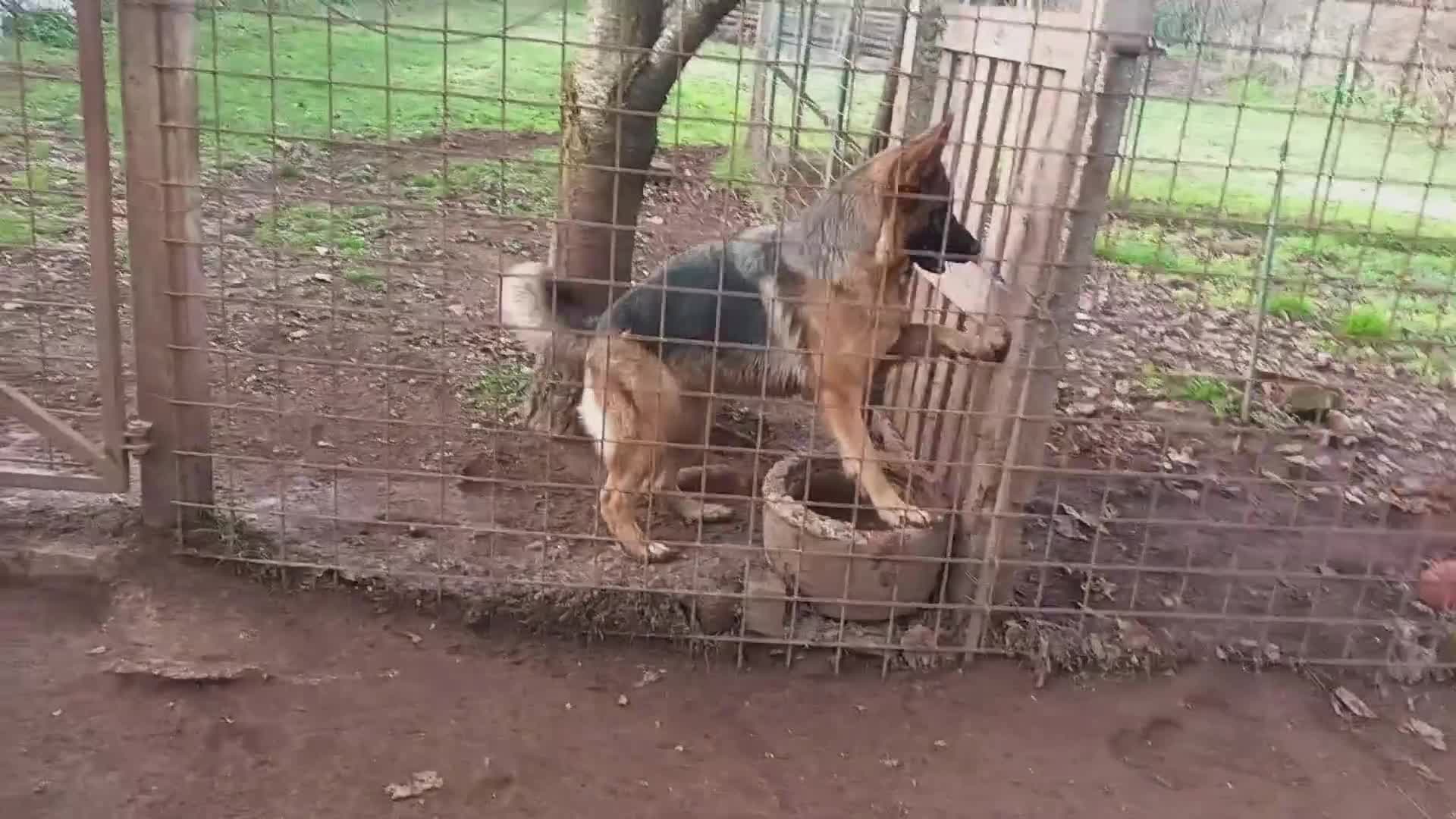 Pastore Tedesco cani in vendita: Pastore Tedesco femmina - Video 1