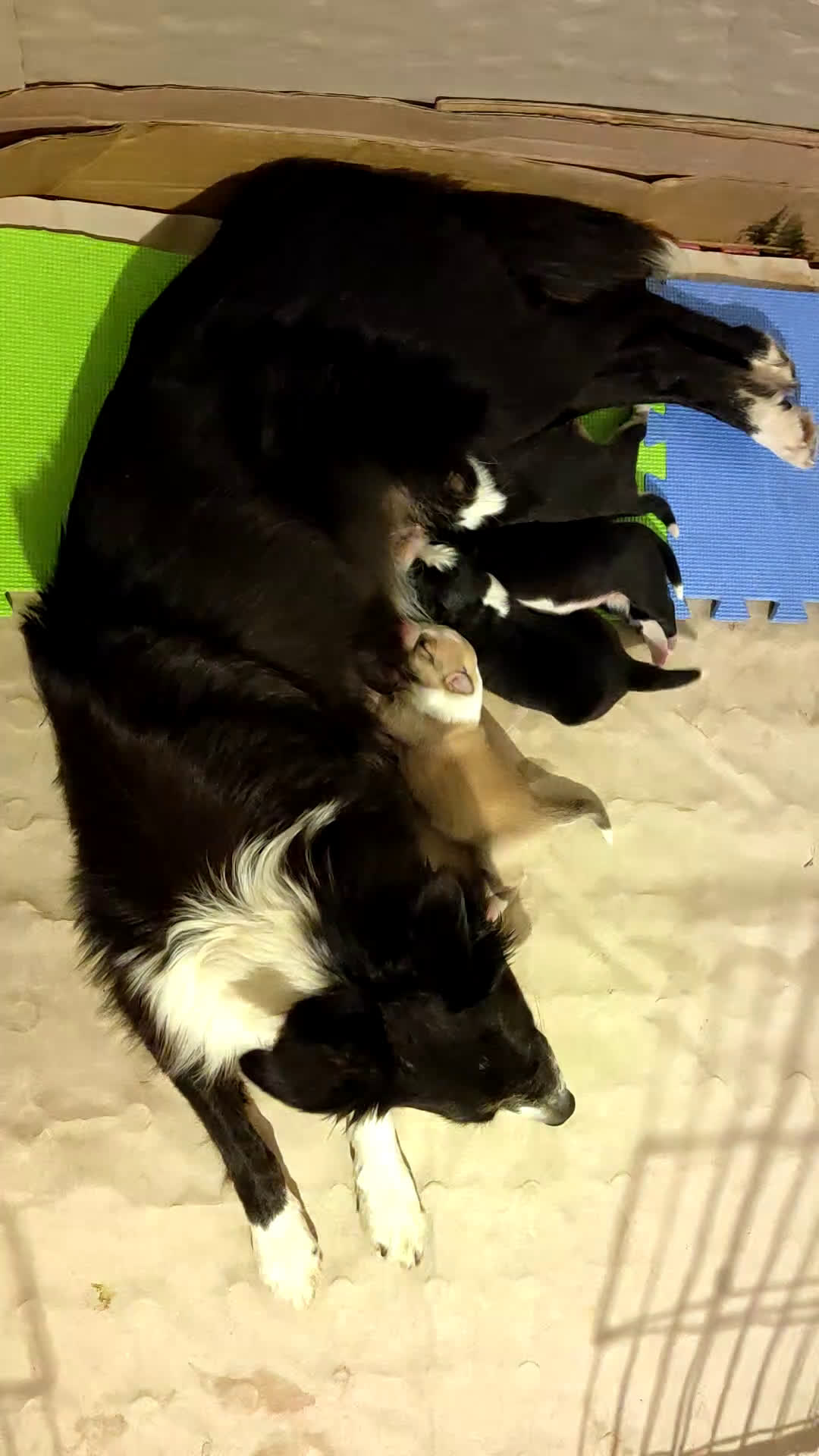 Border Collie cani in vendita: Eccoci arrivati - Video 1