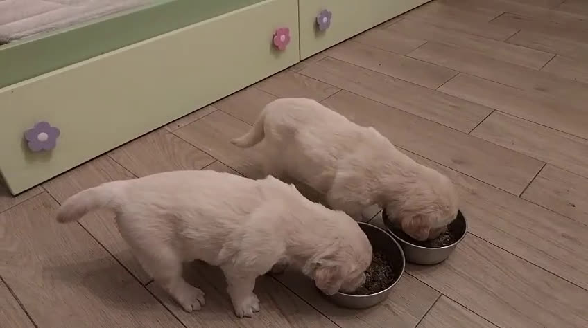 Golden Retriever cani in vendita: Golden retriever linea inglese a Provincia di Alessandria - Video 4