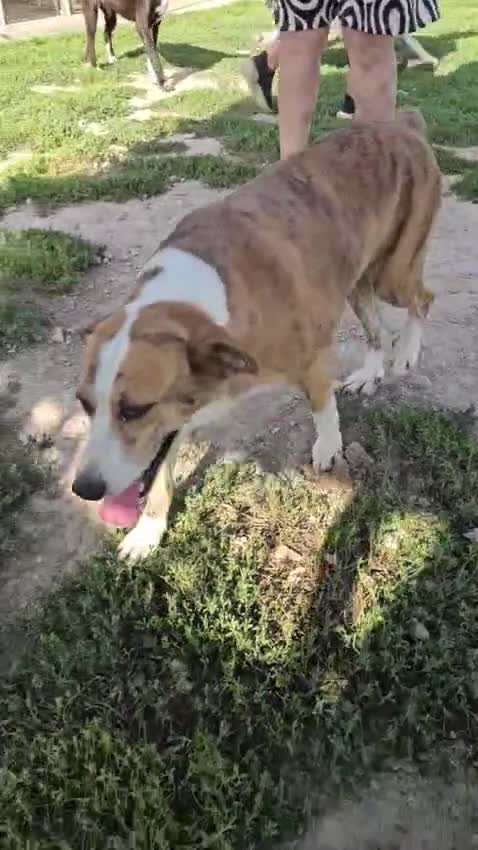 Meticcio cani in regalo: Lea: dolcissima e socievole con tutti  - Video 1