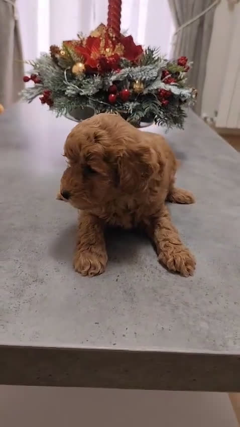 Barboncino cani in vendita: Barboncini Red Toy/Nani con pedigree - Video 2