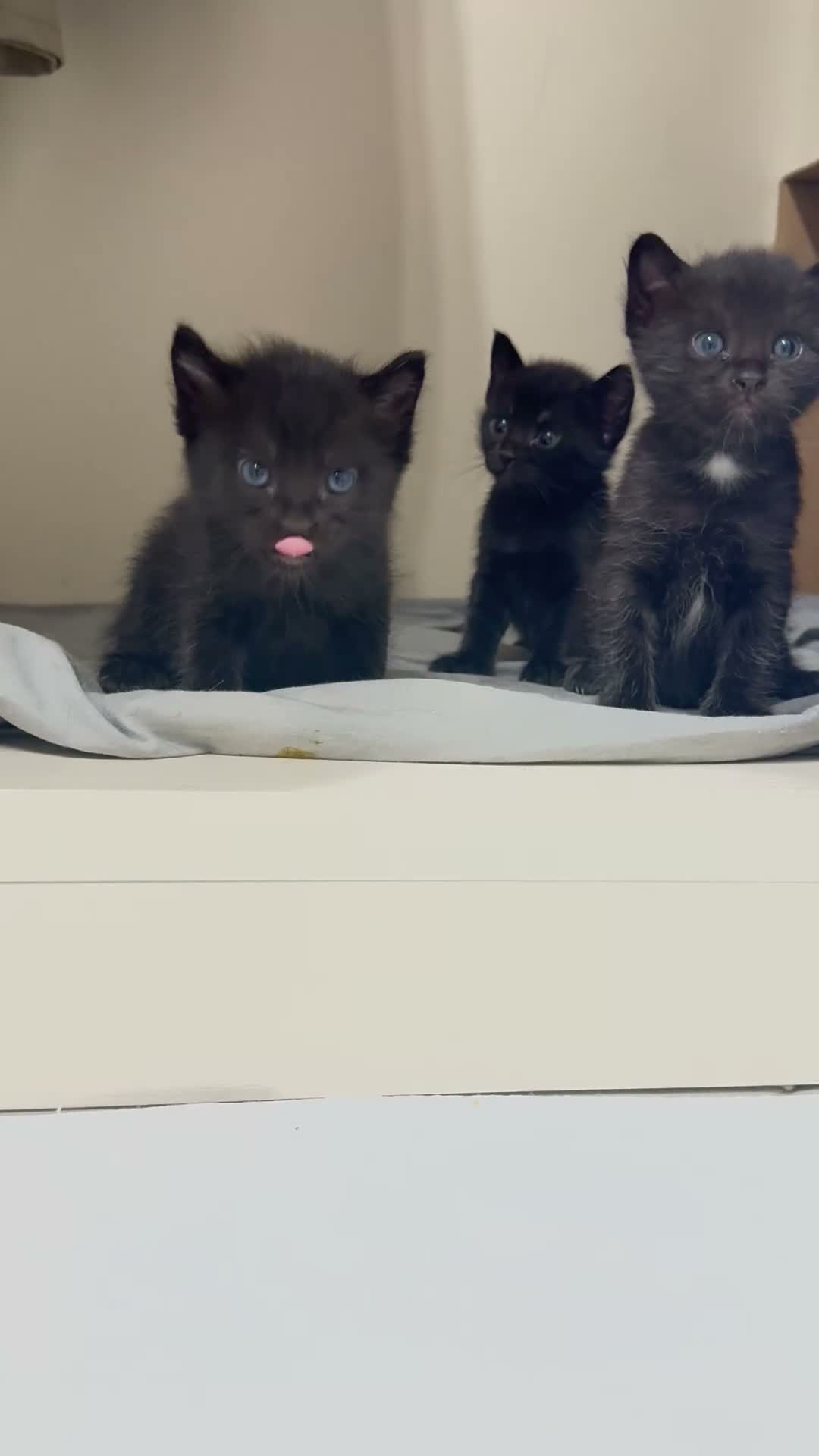 Altre razze gatti in vendita: 🩷🩷GATTINI🩷🩷Piccolini💓 Disponibile da NOVEMBRE - Video 2