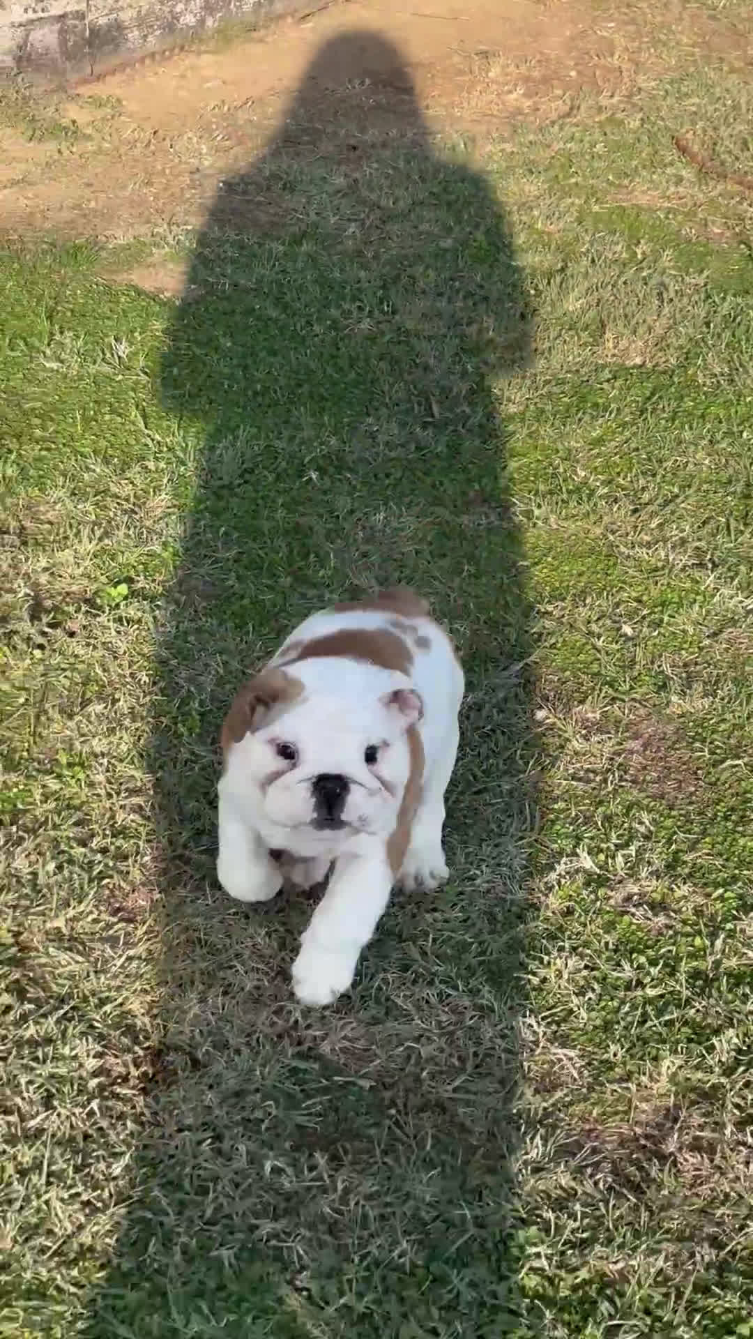 Bulldog cani in vendita: Bulldog inglese cuccioli - Video 1