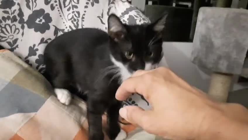Europeo gatti in regalo: SILVESTRINO GATTINO DI 4 MESI - Video 1
