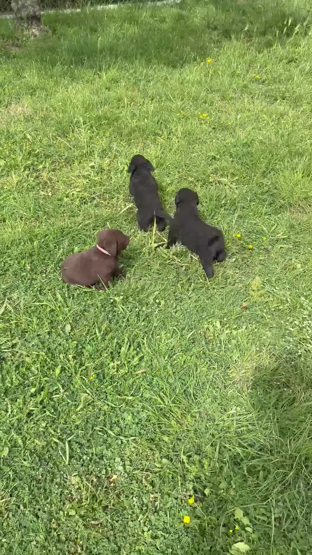 Labrador cani in vendita: Cuccioli Labrador  - Video 3