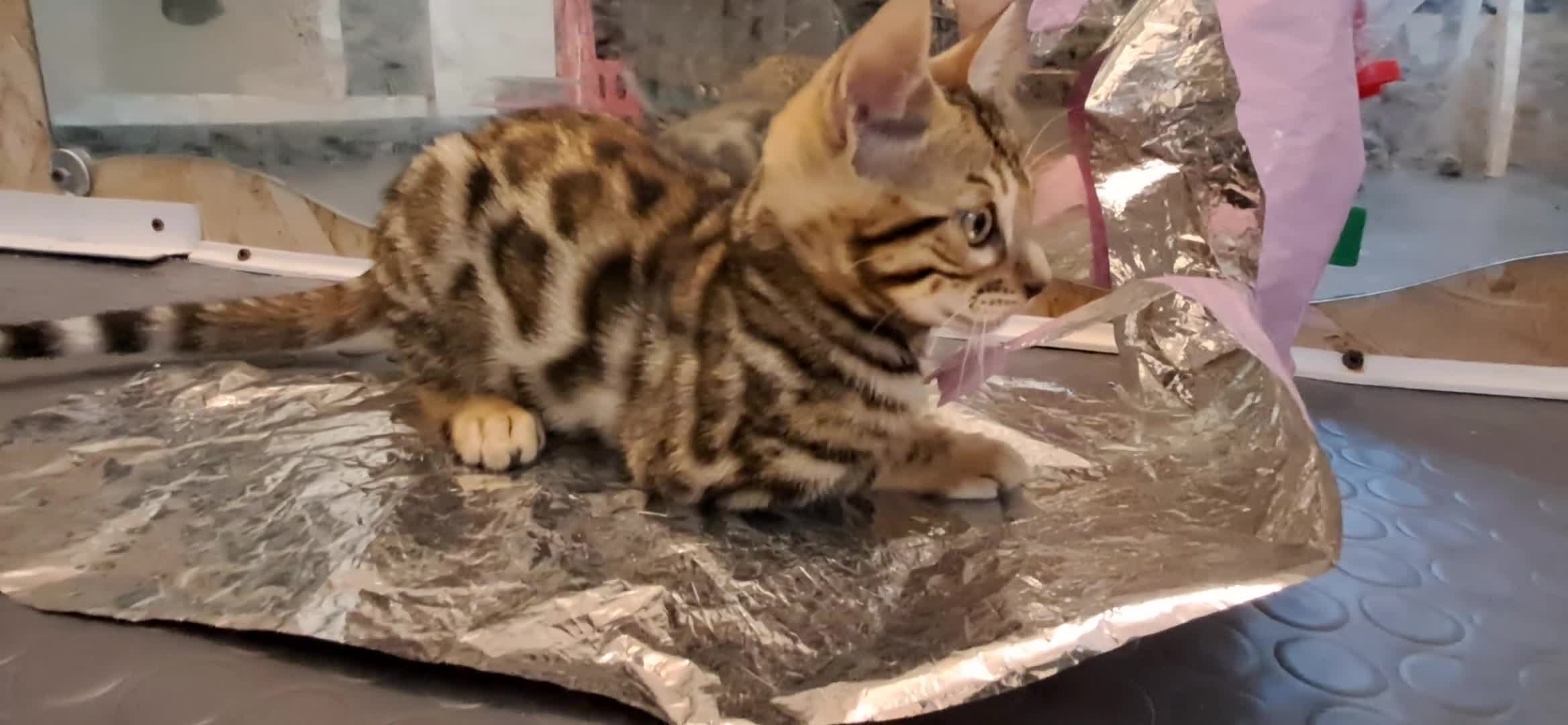 Bengala gatti in vendita: Bengala cuccioli con pedegree a Città Metropolitana di Venezia - Video 3
