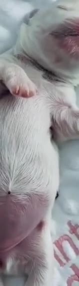 Jack Russell cani in vendita: Gek russel toy . - Video 1