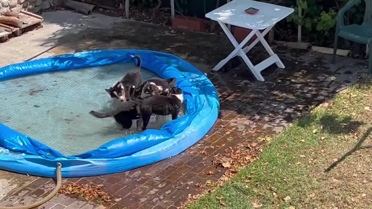 Australian Shepherd cani in vendita: Ultime due cucciole pastore australiano - Video 1
