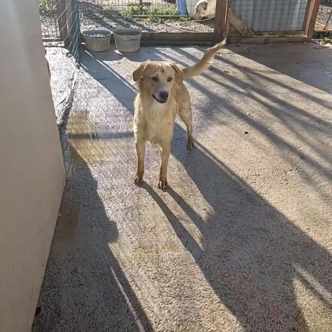 Meticcio cani in regalo: ADOTTA CORFU' a Provincia di Lecco - Video 2