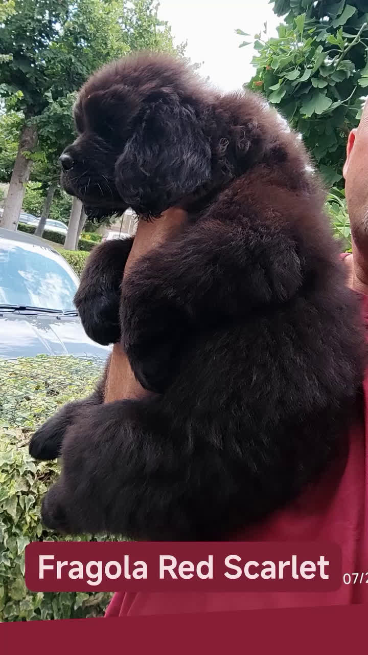 Terranova cani in vendita: Cucciola di terranova alta genealogia a Città metropolitana di Roma Capitale - Video 4