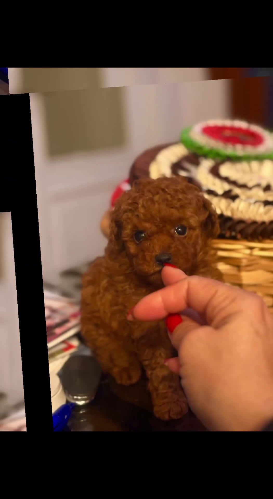 Barboncino Toy cani in vendita: Altissima genealogia  - Video 1