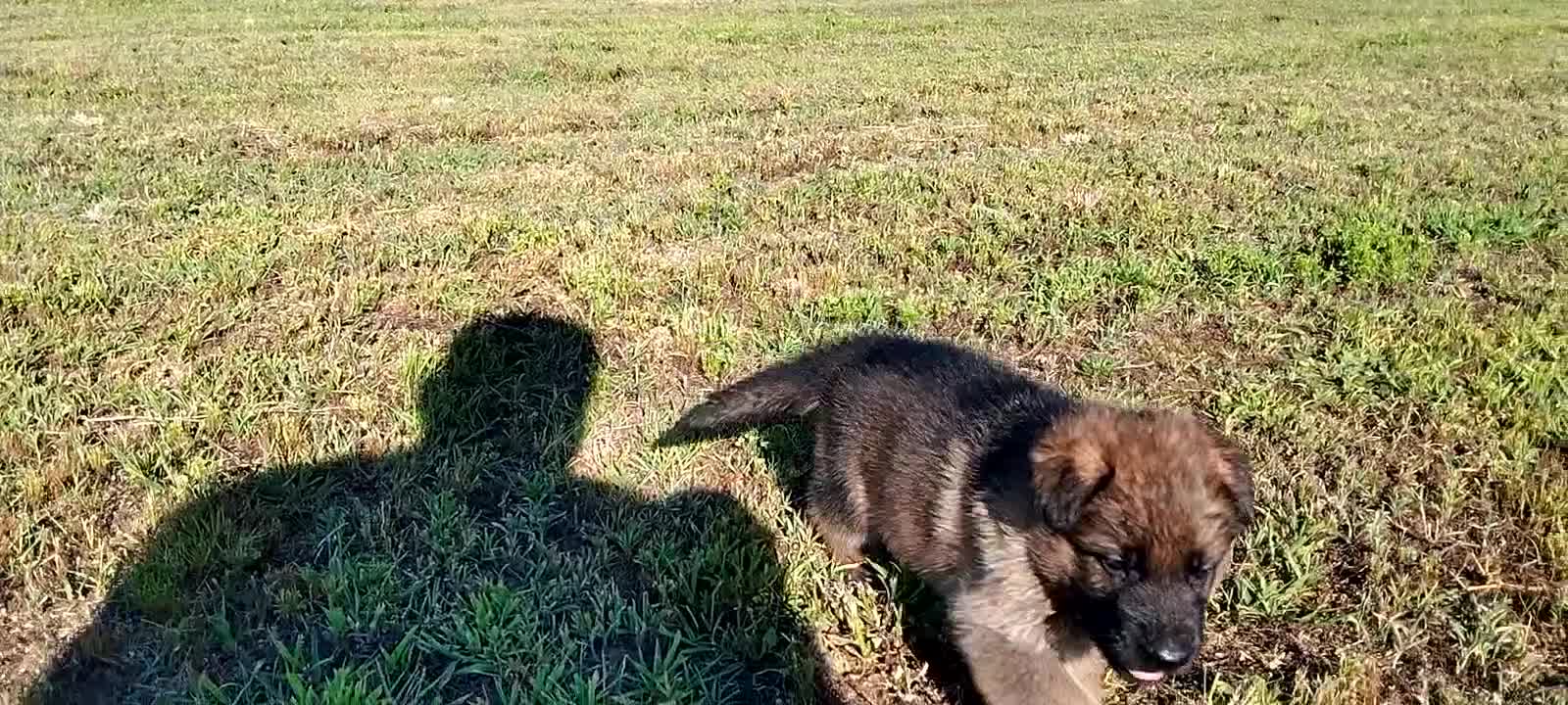 Pastore Tedesco cani in vendita: Pastore tedesco  - Video 1