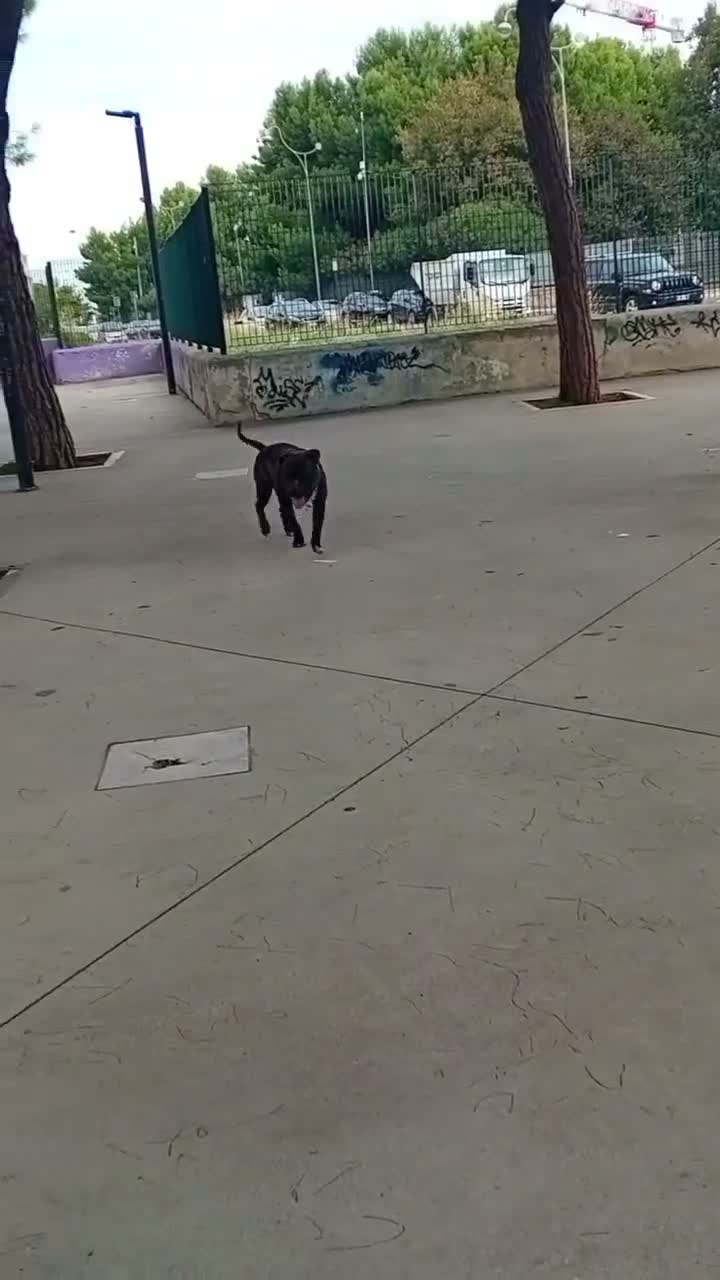 Pitbull cani in regalo: Tayson pitbull di 4 anni  a Città Metropolitana di Bari - Video 1