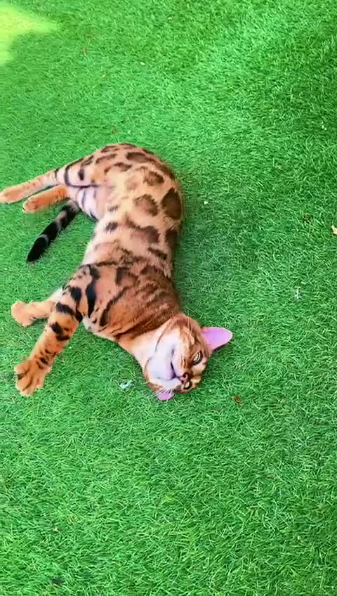 Bengala gatti in vendita: Gatto bengala a Libero consorzio comunale di Trapani - Video 1
