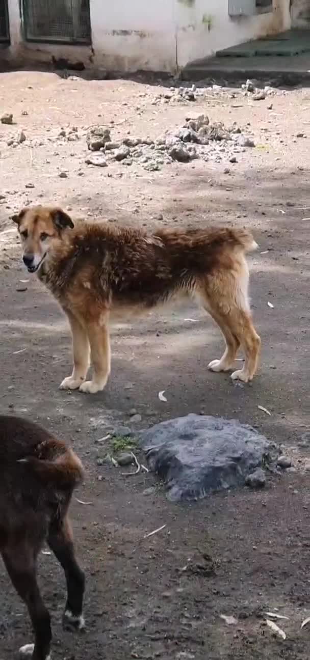 Meticcio cani in regalo: Ciccio, anziano in canile - Video 1