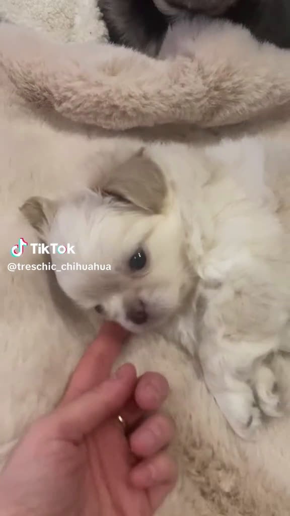 Chihuahua cani in vendita: Cuccioli di chiuauaua - Video 1