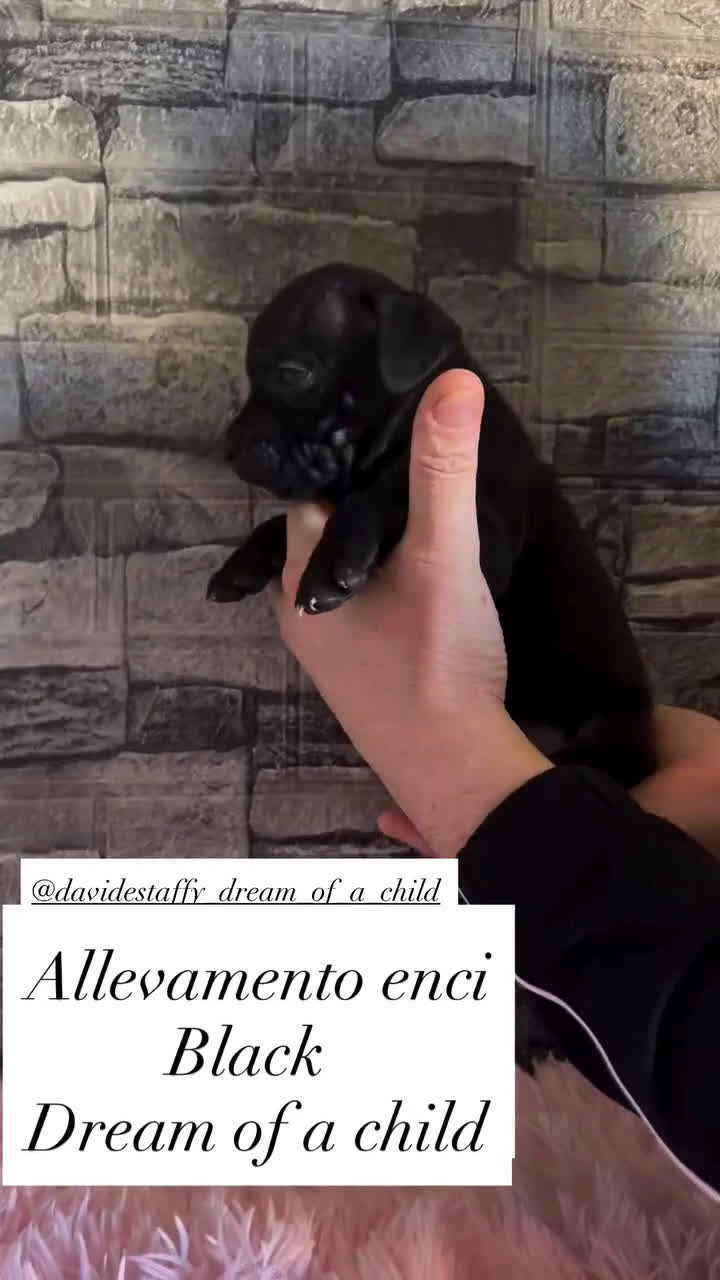 Staffordshire cani in vendita: Staffordshire bull terrier - Video 2