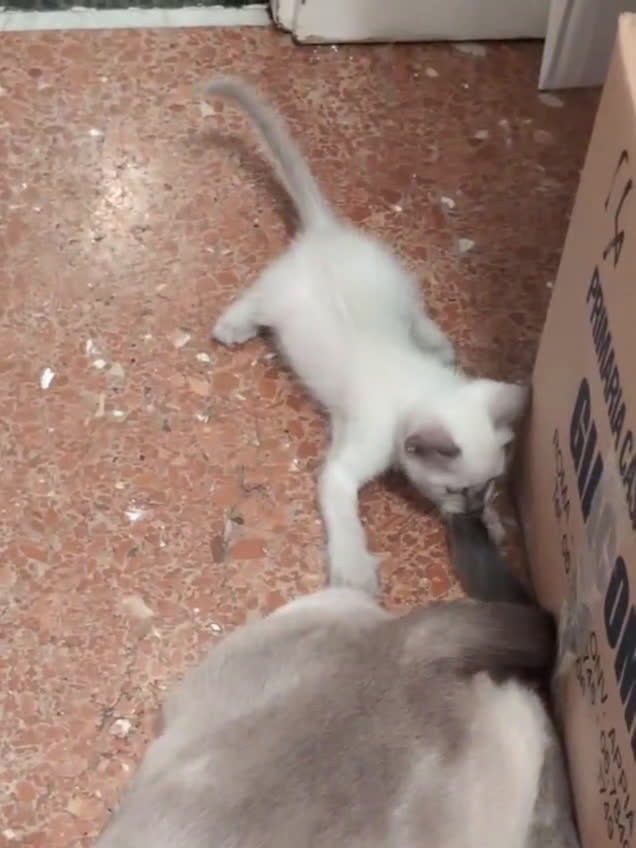 Siamese gatti in vendita: CUCCIOLA FEMMINA DI SIAMESE BLUE POINT - Video 2
