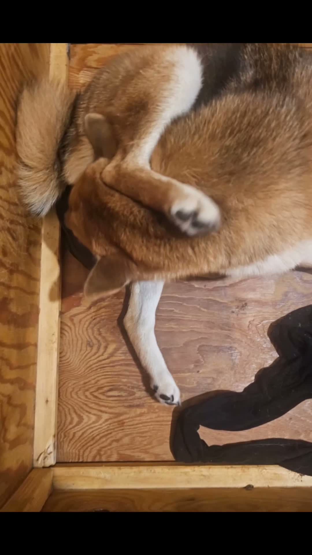 Shiba Inu cani in vendita: Shiba inu - Video 1