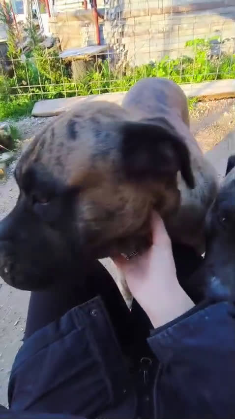 Cane Corso cani in regalo: Kira e Zeus, due anime buone in cerca di casa - Video 4