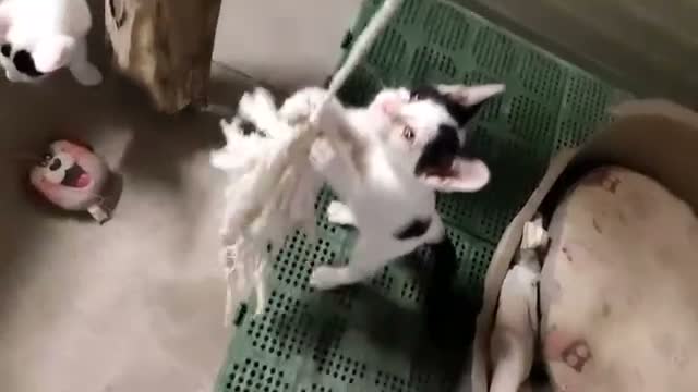 Meticcio gatti in regalo: 2 fratelli dolce, piace di giocare, affetuoso  - Video 1