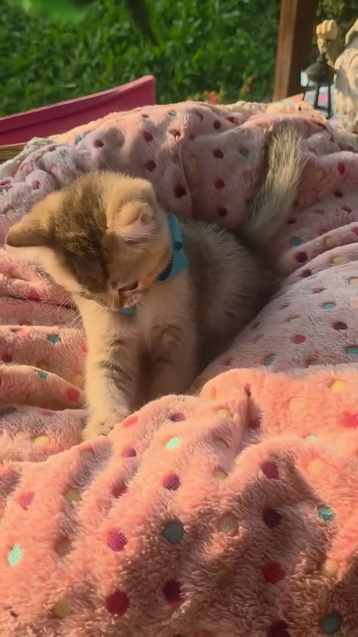 British gatti in vendita: Cuccioli British Golden e Silver - Video 2