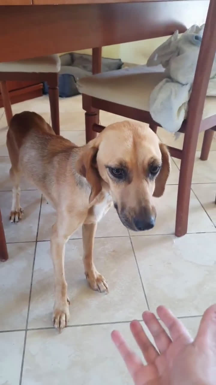 Segugio cani in regalo: NANDA a Provincia di Modena - Video 1