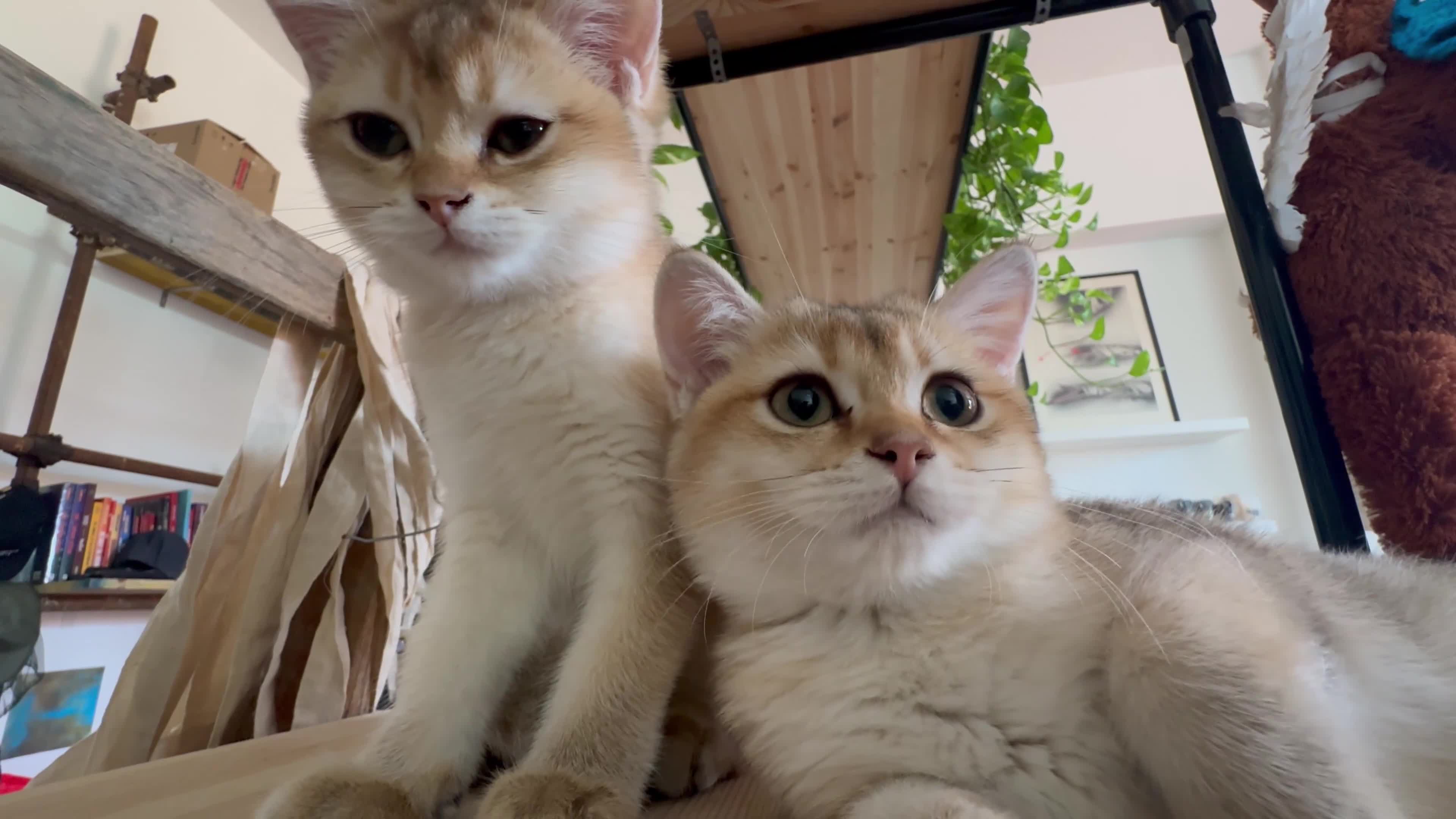 Scottish gatti in vendita: Cuccioli Scottish Straight Golden Pedigree ENFI a Città metropolitana di Milano - Video 5
