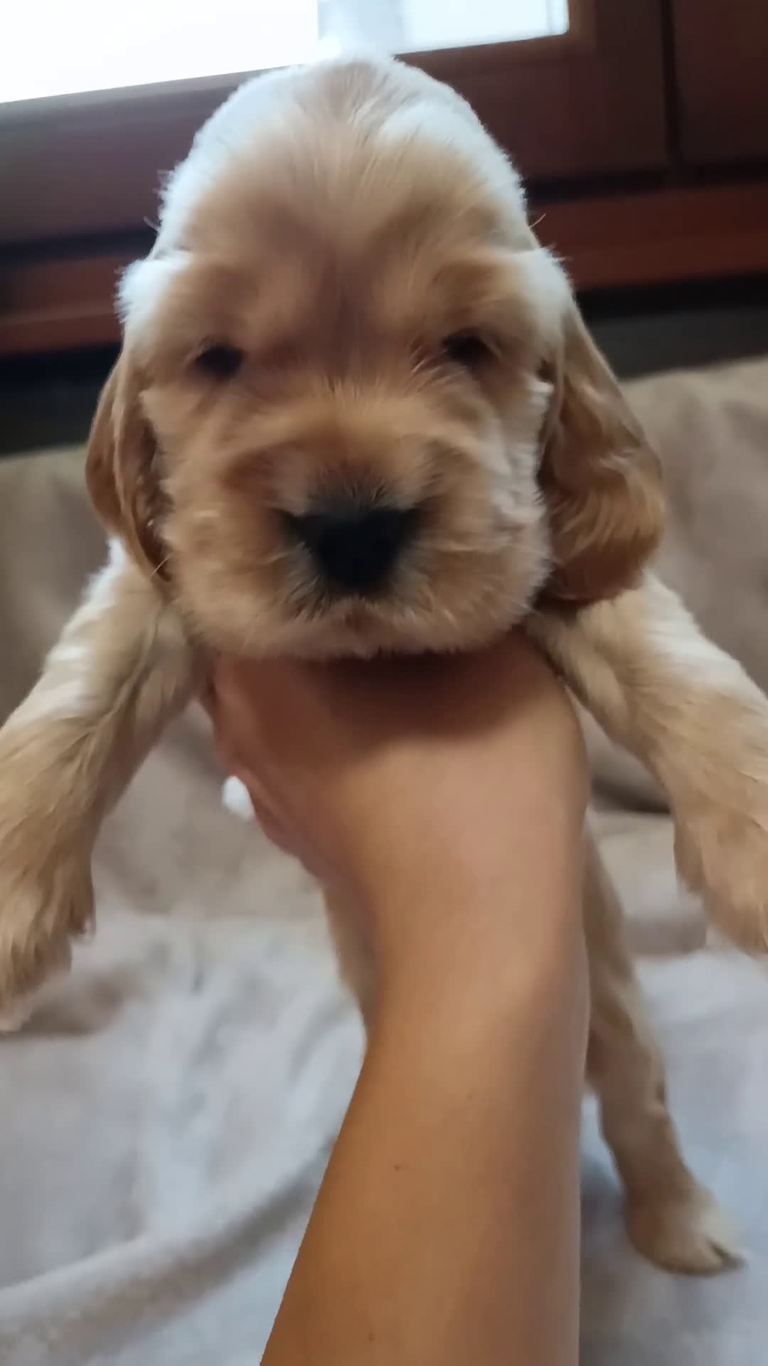 Cocker cani in vendita: Cuccioli Cocker Spaniel  - Video 5