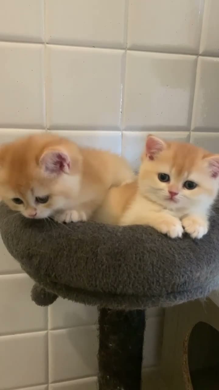British gatti in vendita: Gattini British shorthair golden chell ny12 - Video 1