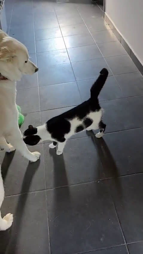 Pastore Svizzero cani in regalo: Splendida simil Pastore Svizzero - SNOW - Video 2