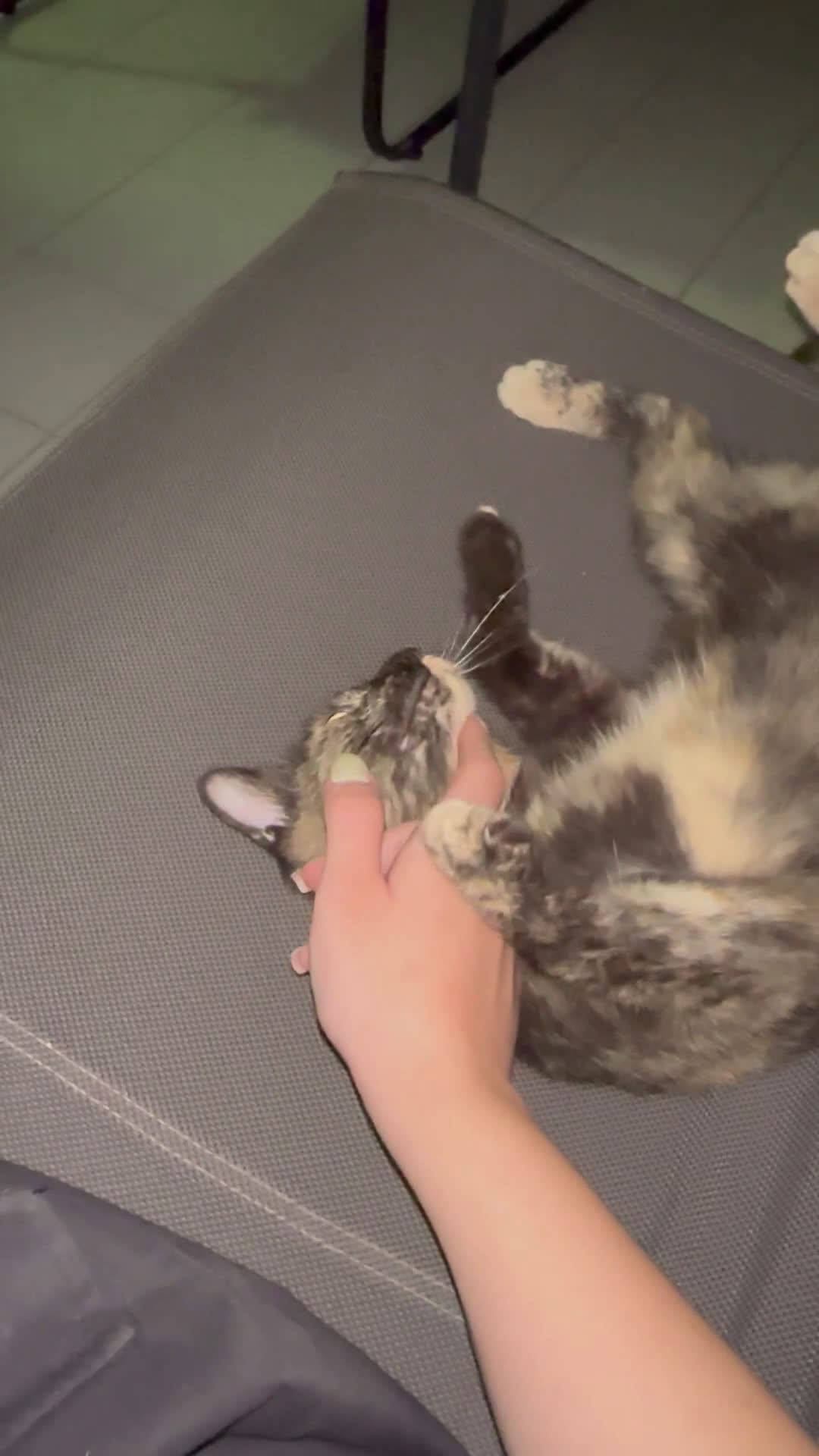 Altre razze gatti in regalo: Gattino dolcissimo trova casa - Video 1